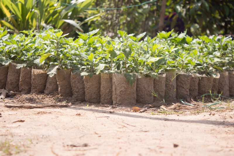 pepiniere-HYERES-min_tree-tree-plant-plant-seeding-nursery-greenhouse-1622765-pxhere.com